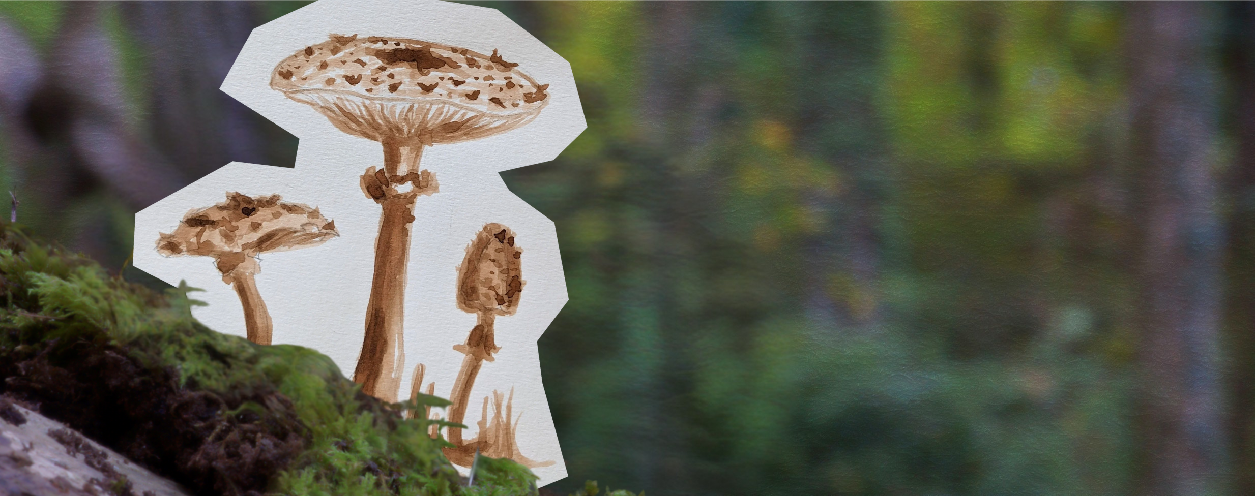 Hongos, tintes y ciudad